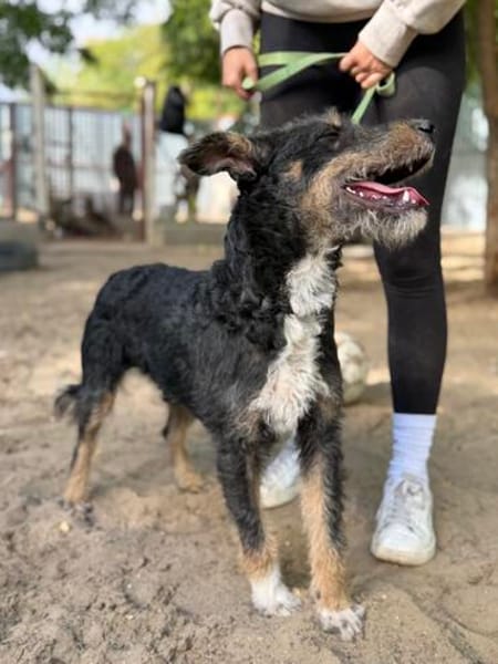 Merlin (Mendel) -Junger Hundebub sucht ein tolles Zuhause