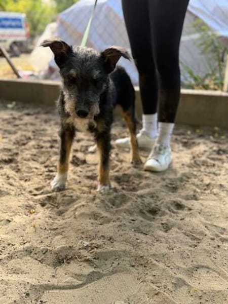 Merlin (Mendel) -Junger Hundebub sucht ein tolles Zuhause