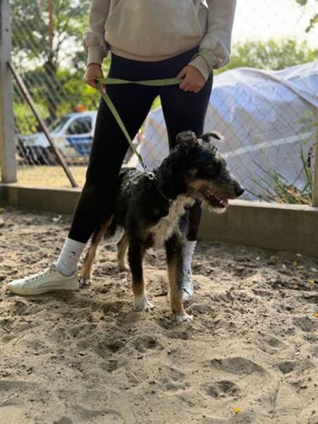 Merlin (Mendel) -Junger Hundebub sucht ein tolles Zuhause