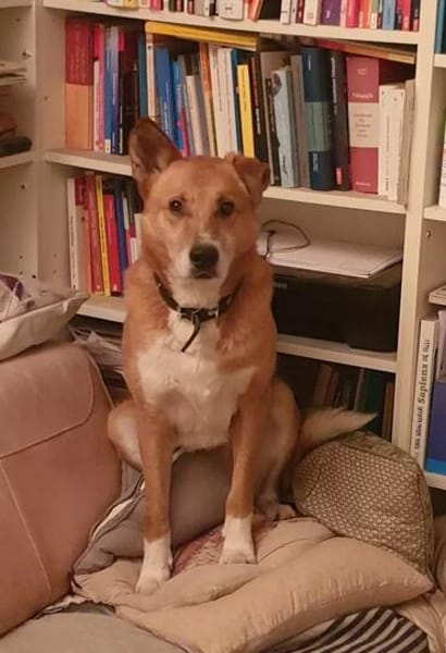 Lieber Rüde Boris sucht sein Glück