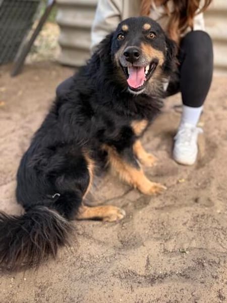 Leonel Fröhlicher Hundemann sucht sein Zuhause