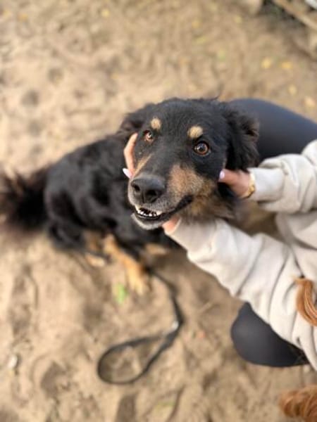 Leonel Fröhlicher Hundemann sucht sein Zuhause