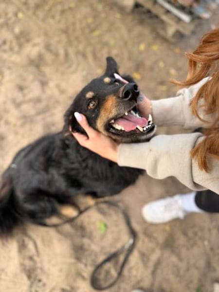 Leonel Fröhlicher Hundemann sucht sein Zuhause