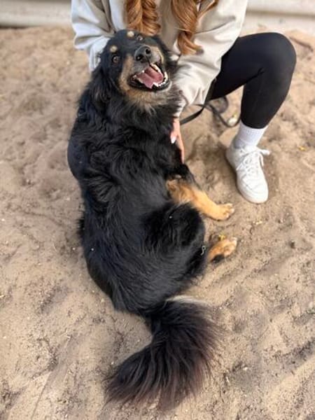 Leonel Fröhlicher Hundemann sucht sein Zuhause