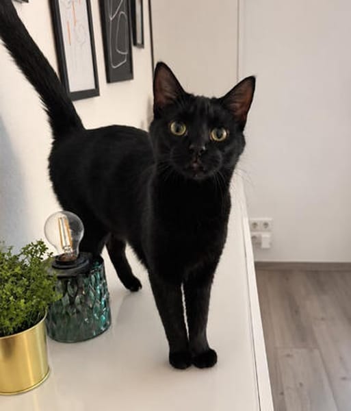 Zorro, liebevoller Kuschelpanther, ca. 1 Jahr
