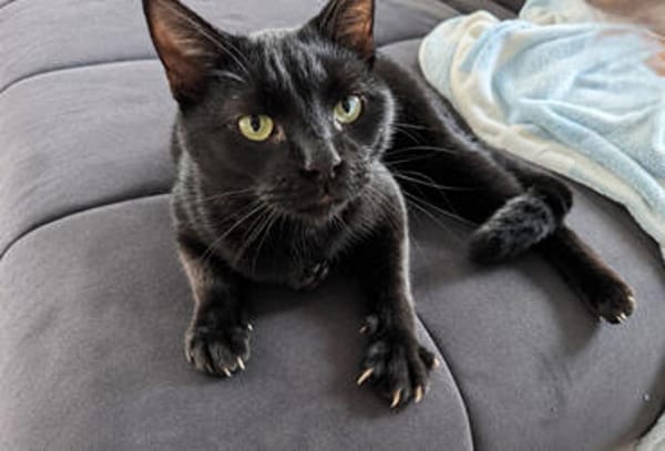 Zorro, liebevoller Kuschelpanther, ca. 1 Jahr