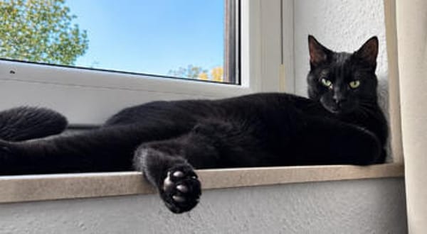 Zorro, liebevoller Kuschelpanther, ca. 1 Jahr