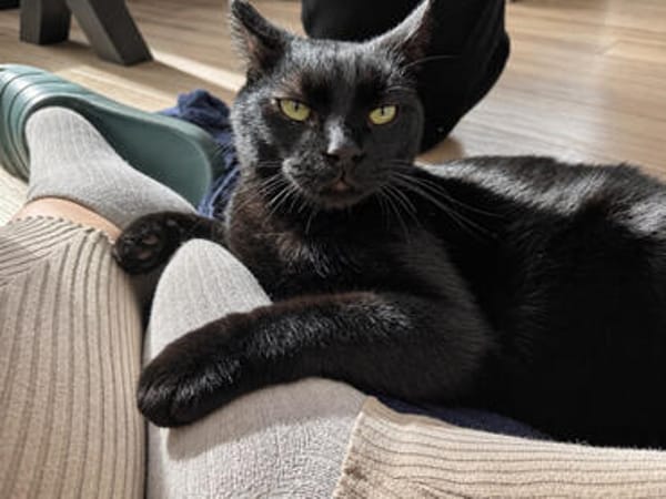 Zorro, liebevoller Kuschelpanther, ca. 1 Jahr