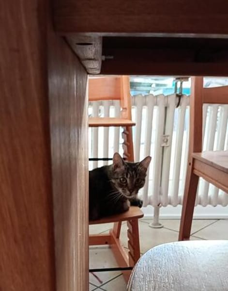 Honey W ~ 4 jahre sucht ihr für immer zuhause