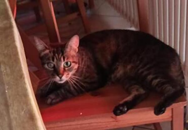Honey W ~ 4 jahre sucht ihr für immer zuhause