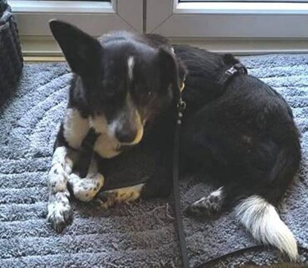LUCY 2 ist verschmust und lieb