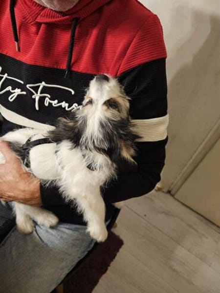 Anfängerwelpe Pino sucht Kuschelflat