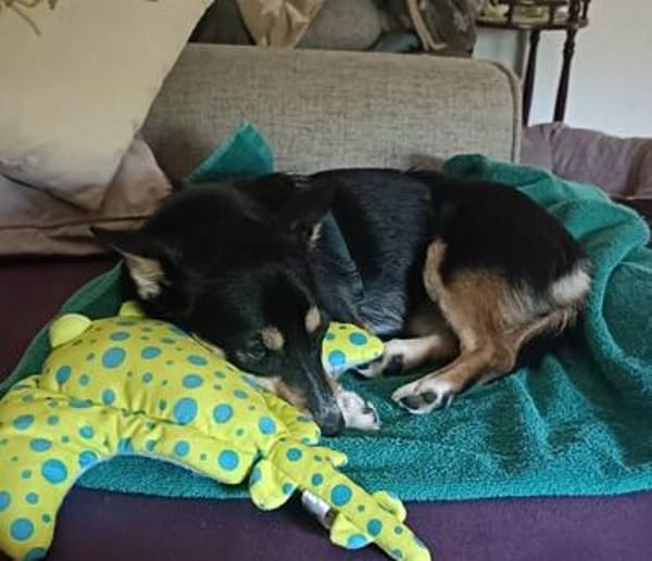 Süße Keisy🌺 sucht liebevolles Zuhause