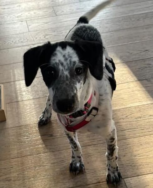 DOTTY - ein unwiderstehlich süßes Hundemädchen