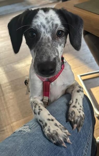 DOTTY - ein unwiderstehlich süßes Hundemädchen