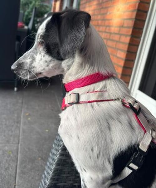 DOTTY - ein unwiderstehlich süßes Hundemädchen