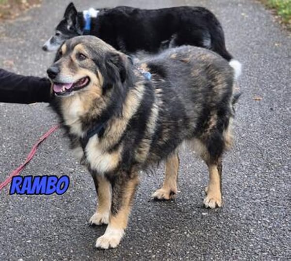 Rambo, 04/22 - ruhiges Bärchen wartet in 91413 NEA