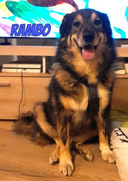 Rambo, 04/22 - ruhiges Bärchen wartet in 91413 NEA