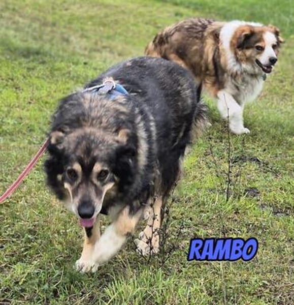 Rambo, 04/22 - ruhiges Bärchen wartet in 91413 NEA