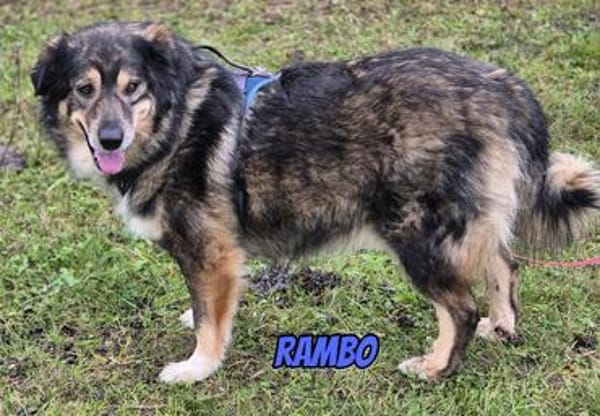 Rambo, 04/22 - ruhiges Bärchen wartet in 91413 NEA