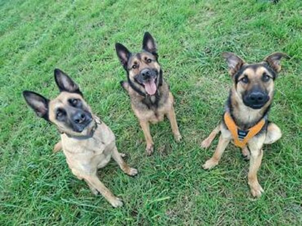 Junger Traumhund Gaspard sucht Traumzuhause