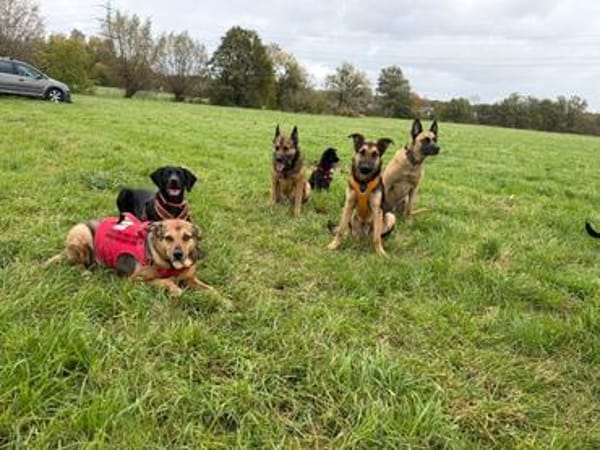 Junger Traumhund Gaspard sucht Traumzuhause