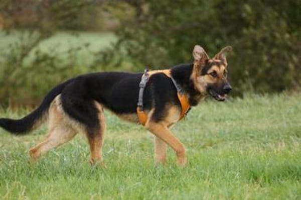 Junger Traumhund Gaspard sucht Traumzuhause
