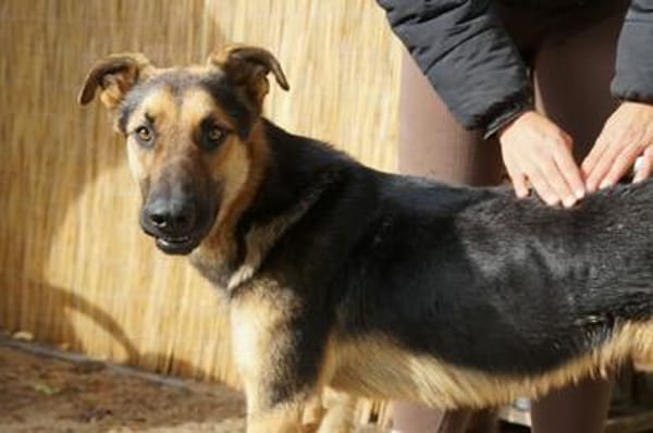 Junger Traumhund Gaspard sucht Traumzuhause
