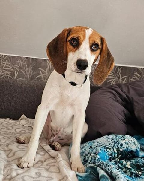 Kleine Große Spürnase Karl(o)
