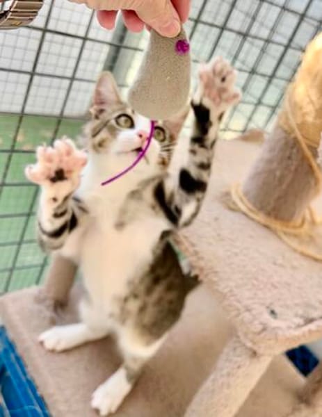 Hübsche, anhängliche Katzen Stig und Pola