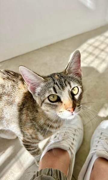 Hübsche, anhängliche Katzen Stig und Pola