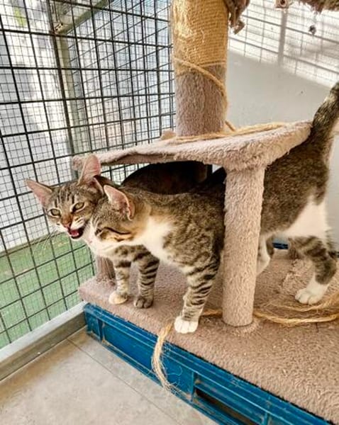 Hübsche, anhängliche Katzen Stig und Pola