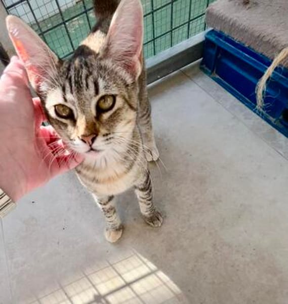 Hübsche, anhängliche Katzen Stig und Pola