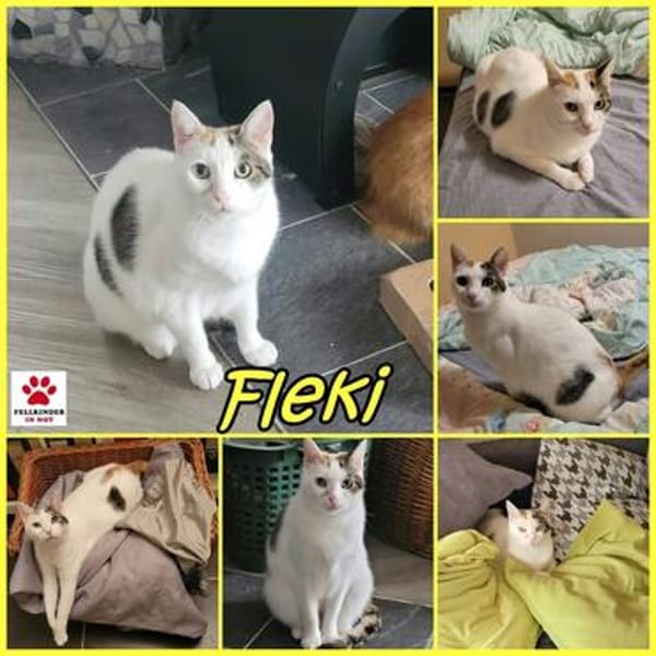 Hübsche FIV positive Fleki sucht liebevolle Familie