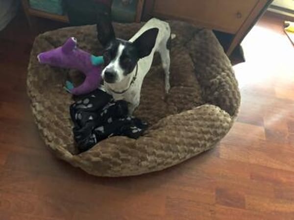 Gohan - Zuhause gesucht