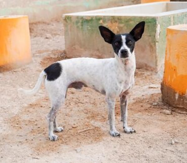 Gohan - Zuhause gesucht