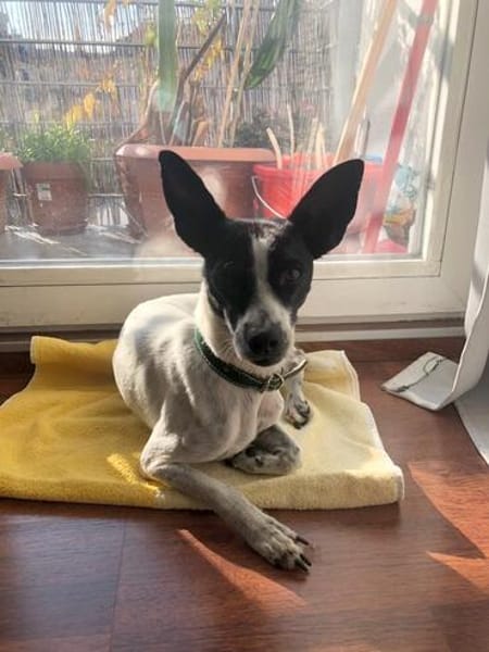 Gohan - Zuhause gesucht