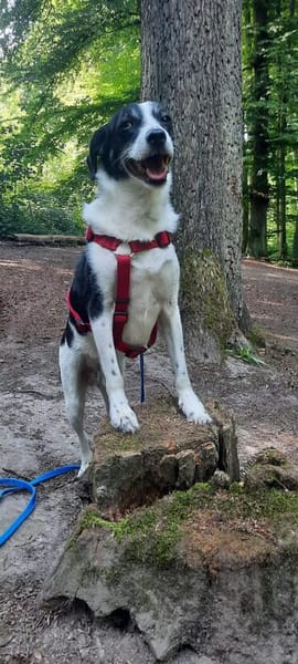 Gustav sucht sein Für-immer Zuhause