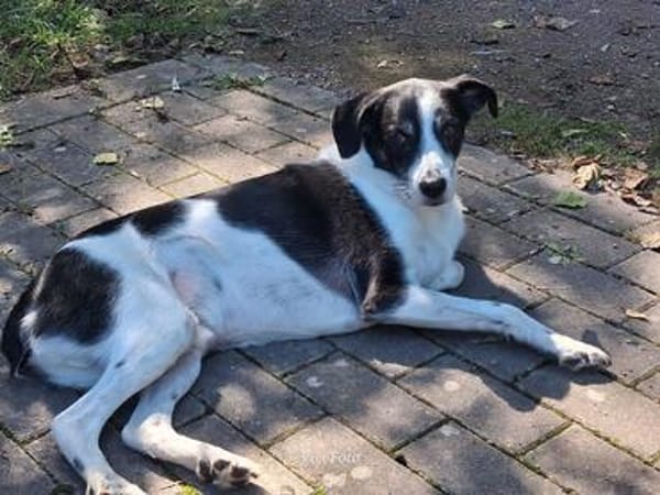 Gustav sucht sein Für-immer Zuhause