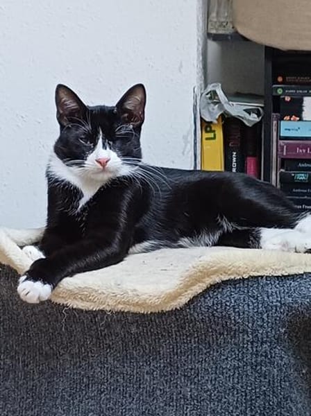 Pirat Loo sucht passendes Plätzchen