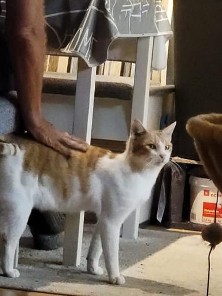Kuscheliger Lord sucht sein Kuschelkörbchen