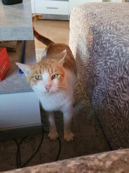 Kuscheliger Lord sucht sein Kuschelkörbchen