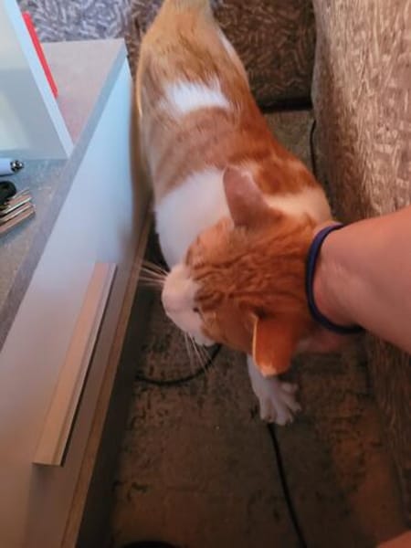 Kuscheliger Lord sucht sein Kuschelkörbchen