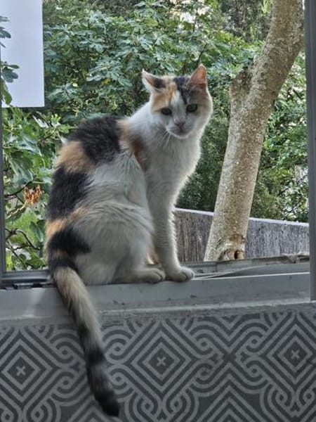 Die Freundinnen Perla FIV+ und Karla suchen ein neues Zuhaus
