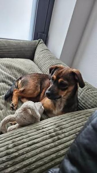 Lara sucht ihr Für-immer-Zuhause!