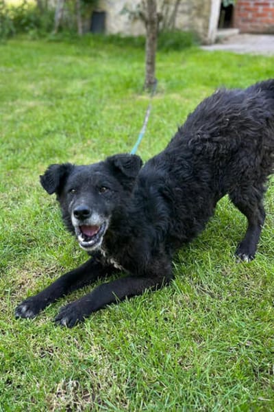 BIMALsozialer Familienhund wartet schon in 67753 Aschbach