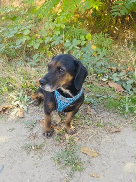 Venni ein Dackel Mix Mädchen