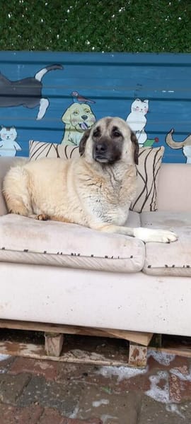 Wundervolle Daisy sucht ein liebevolles Zuhause oder eine