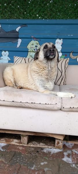 Wundervolle Daisy sucht ein liebevolles Zuhause oder eine