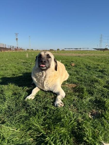 Wundervolle Daisy sucht ein liebevolles Zuhause oder eine